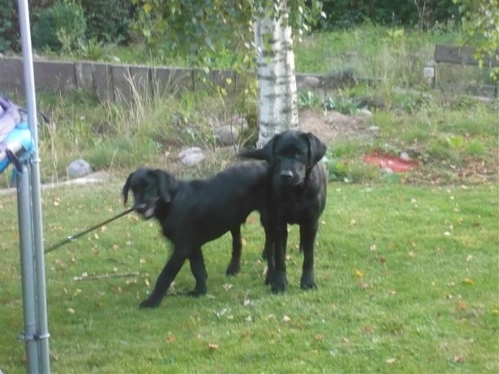 Labrador retriever misse billede 10