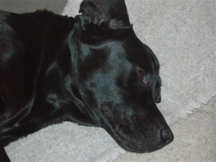 Labrador retriever misse billede 11