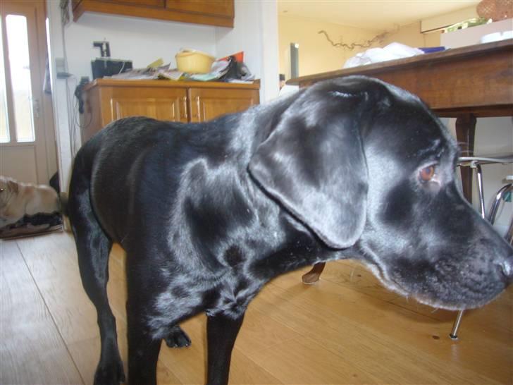 Labrador retriever misse billede 12