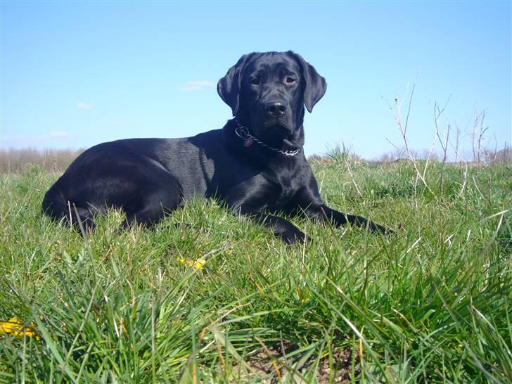 Labrador retriever misse billede 13