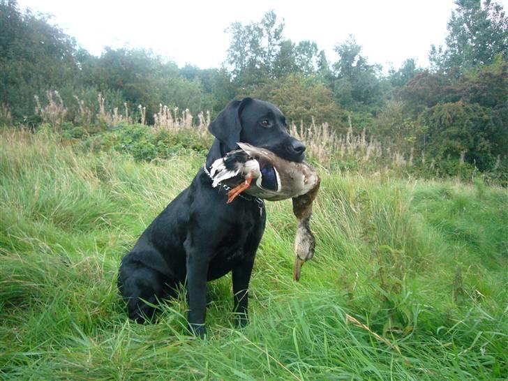 Labrador retriever misse billede 14