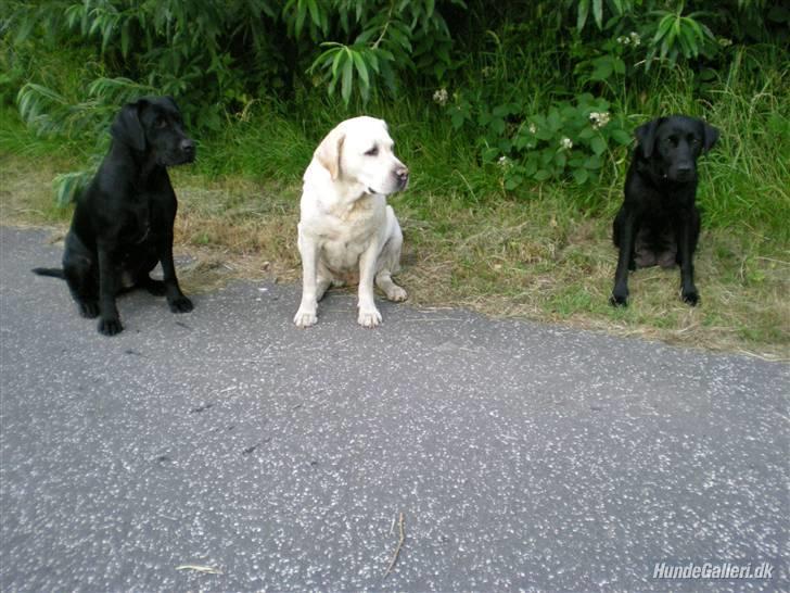 Labrador retriever misse billede 15