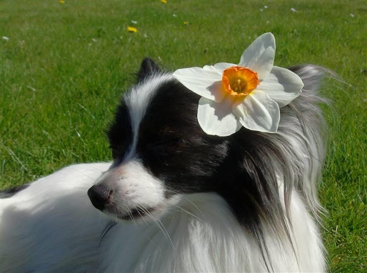 Papillon Gilbert - Sikke solen skinner:) billede 10