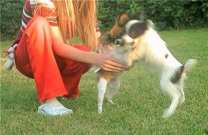 Papillon Gilbert - Gilbert og milli blev med det samme bedste venner billede 11