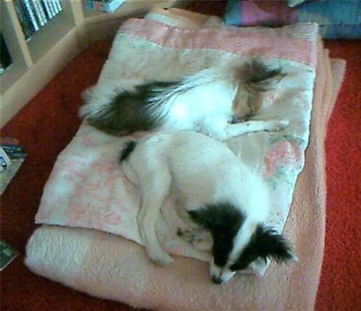 Papillon Gilbert - Efter at ha leget var det også tid til en lille lur, med hans bedste ven:) billede 12