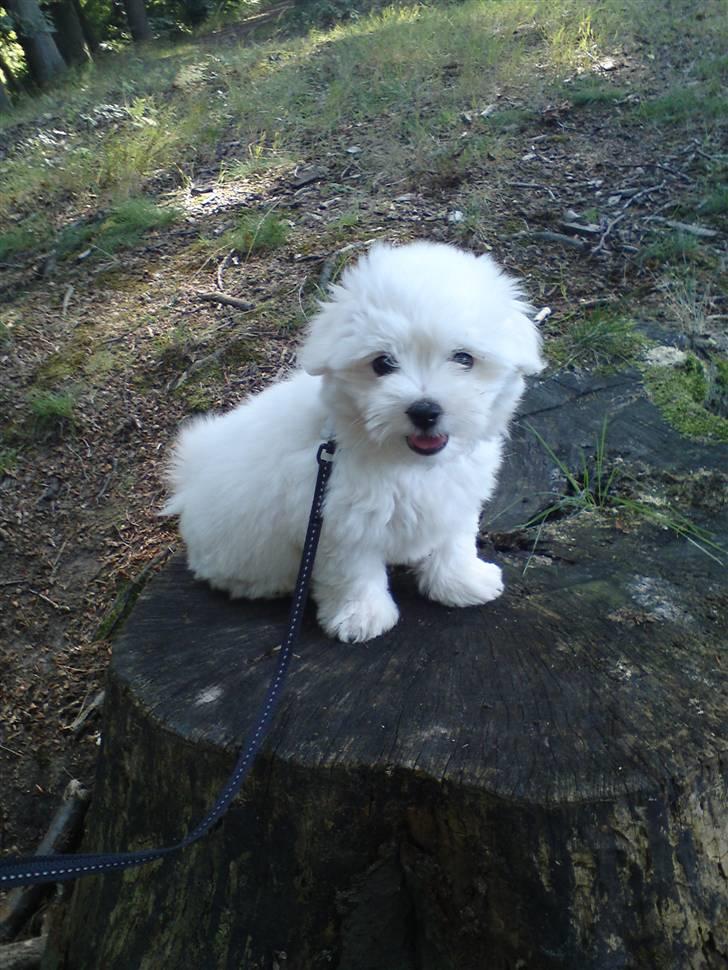 Coton de tulear NORNOKI  - Nornoki på en træstub xD 10 uger her Foto: BECK billede 6