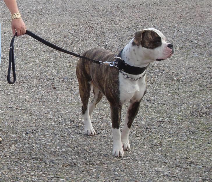 Amerikansk bulldog / Am. Stafford - Diamond - Diamond - 15 mdr. Med sit bullrot udstyr :-) billede 13