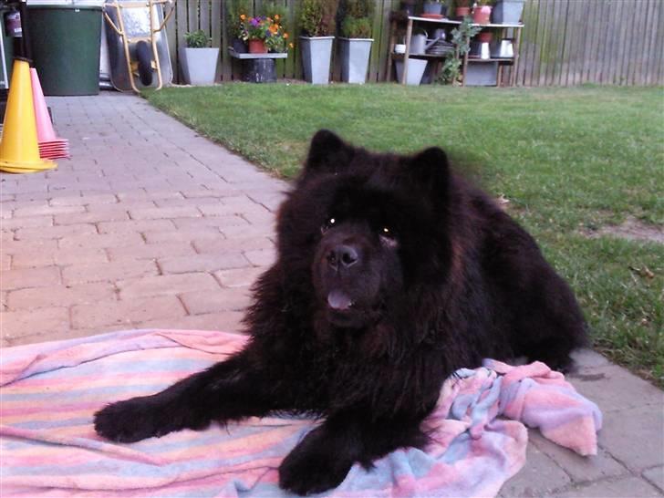 Chow chow Bidachows Lovely Lilly billede 9