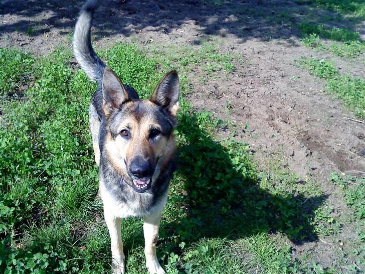 Schæferhund Jean(min øjesten<3) - Jeg er bare den cuteste... billede 11