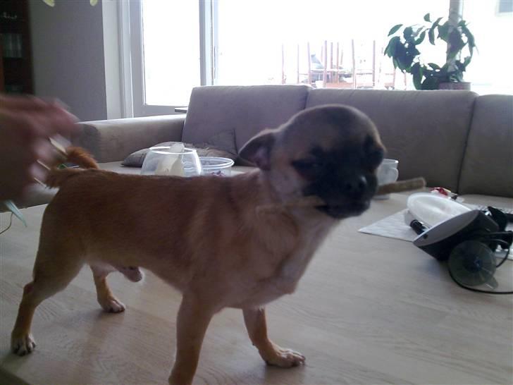 Chihuahua Anton. billede 7