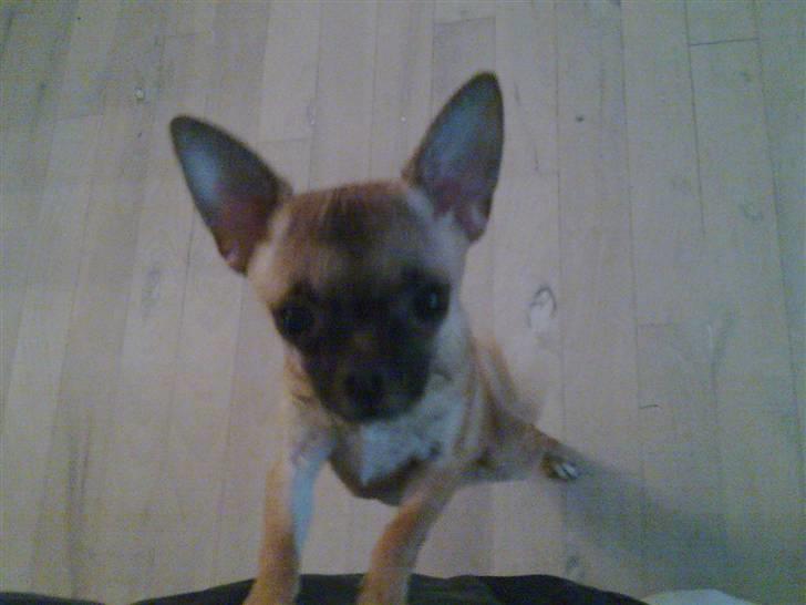 Chihuahua Anton. billede 8