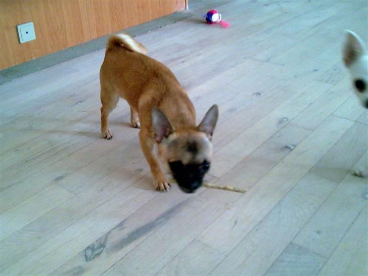 Chihuahua Anton. billede 9