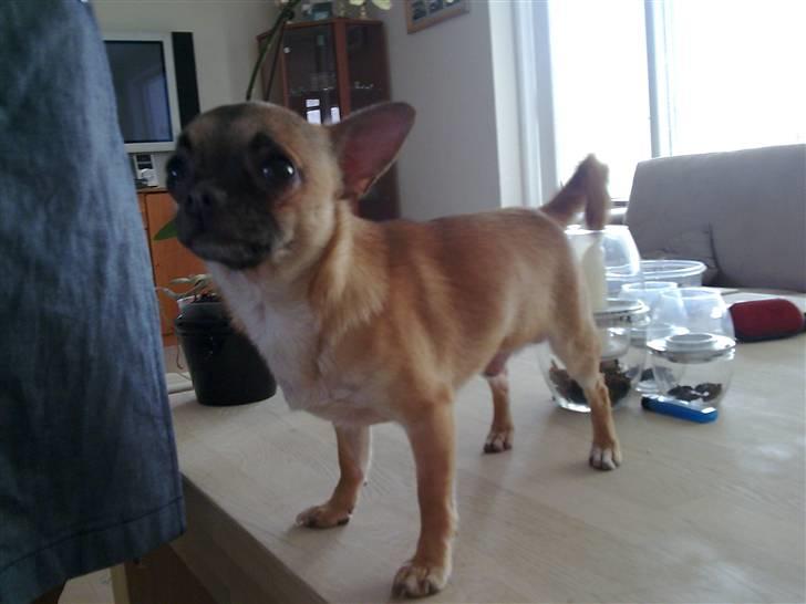 Chihuahua Anton. billede 10