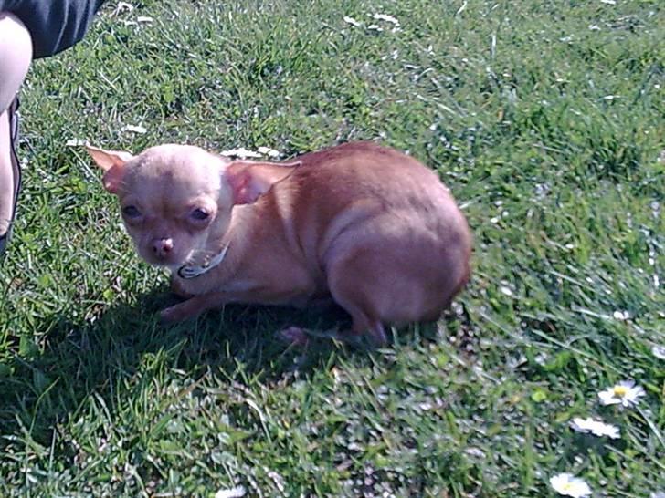 Chihuahua Dia. - Og det var så sådan hun så ud da hun kom til landet. billede 3