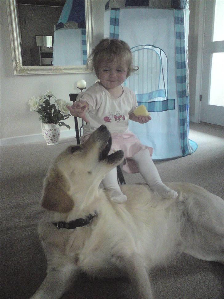 Labrador retriever Lady - det her er 2 allerbedste venner :-) billede 6