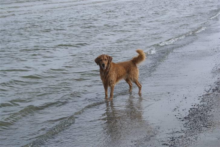 Golden retriever laban billede 20