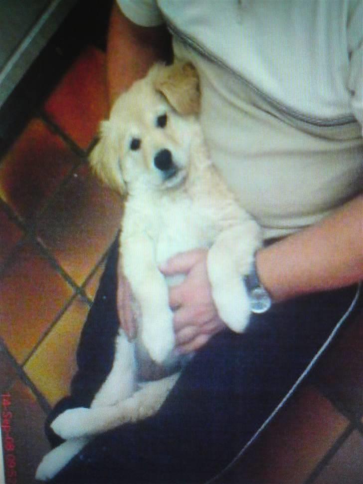 Labrador retriever Lady - dårlig billedkvalitet... Lagt på facebook og efterfølende slettet fra billeder i com. Lady ca. 11 uger billede 15