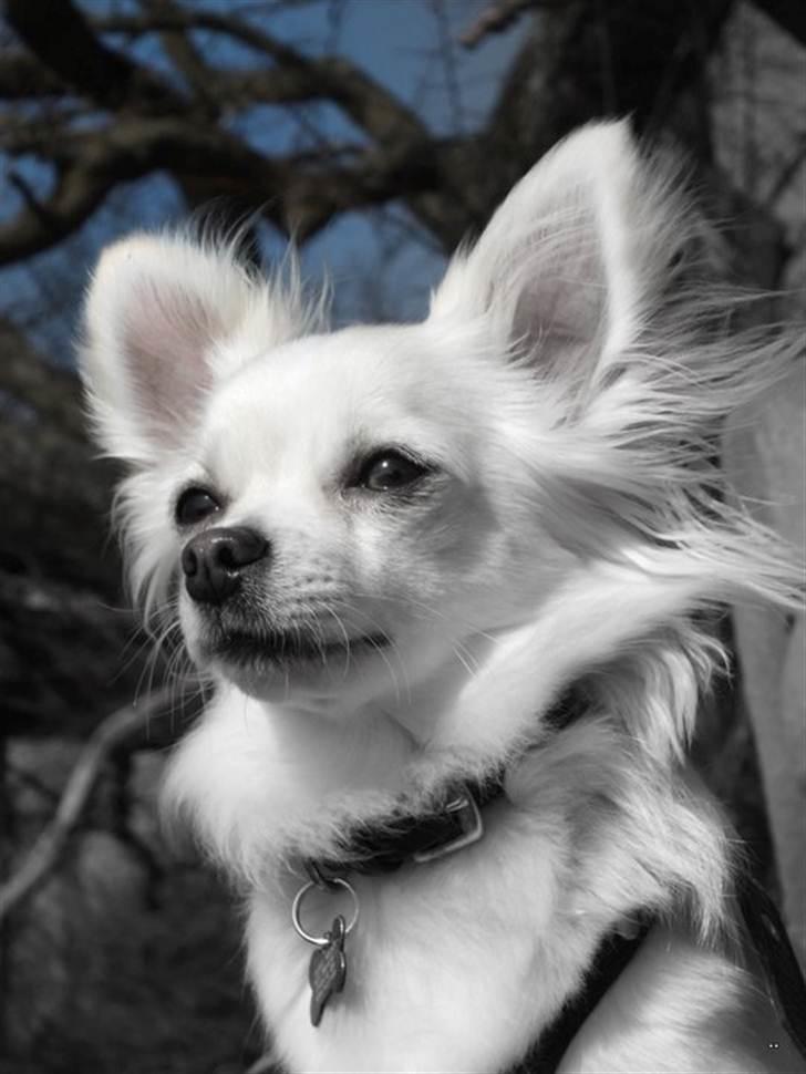 Chihuahua Maldini - Mit profil billede. Fra d.4 april 2011 Taget af min menneske ven Matilde u H. billede 4