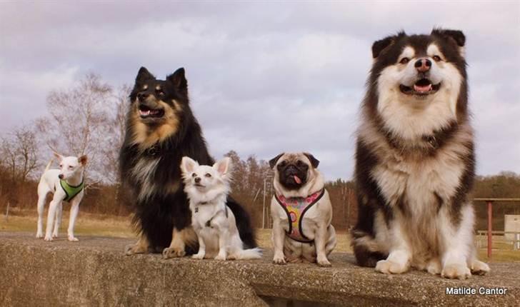 Chihuahua Maldini - Hundevenner 2011 billede 5