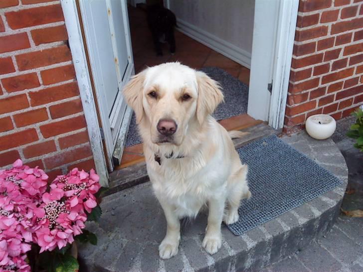 Golden retriever Sigurd billede 1