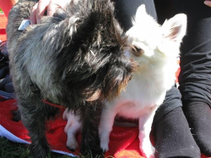 Chihuahua Maldini - Her er jeg sammen med en af mine nye hundevenner :) sommeren 2009 billede 6