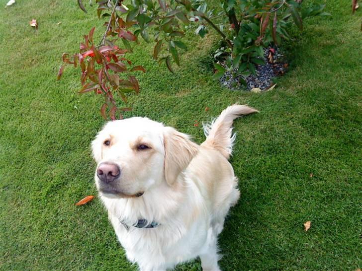 Golden retriever Sigurd billede 2