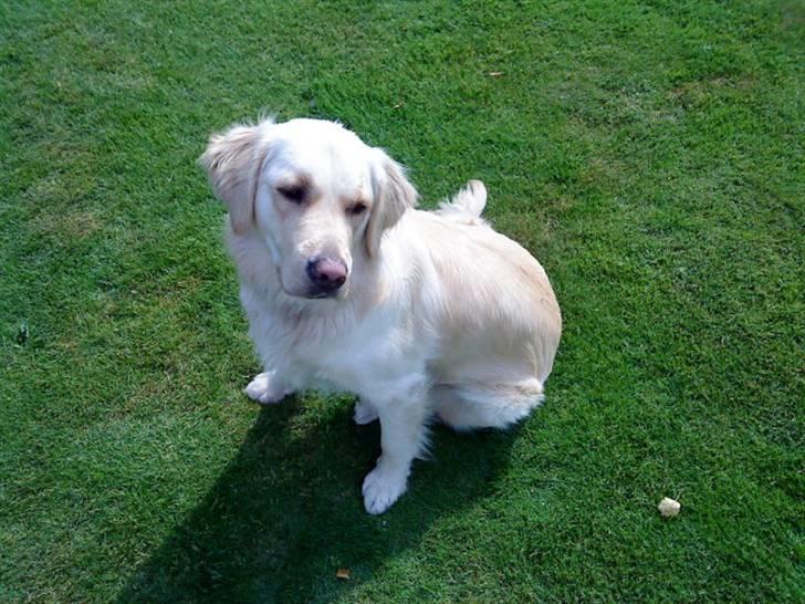 Golden retriever Sigurd billede 3