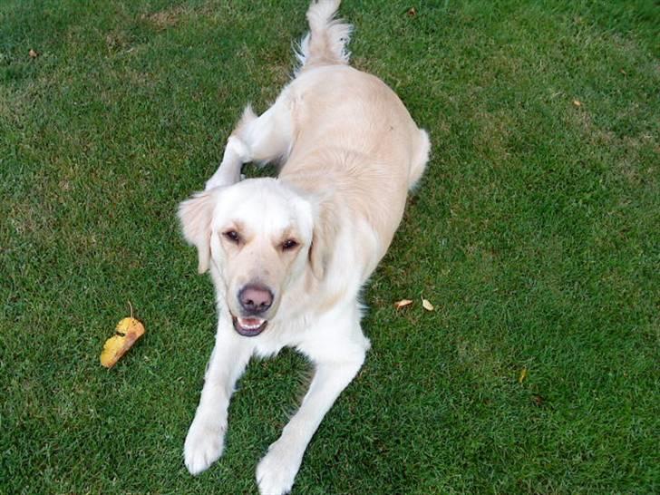 Golden retriever Sigurd billede 4