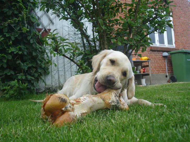 Golden retriever Sigurd billede 5