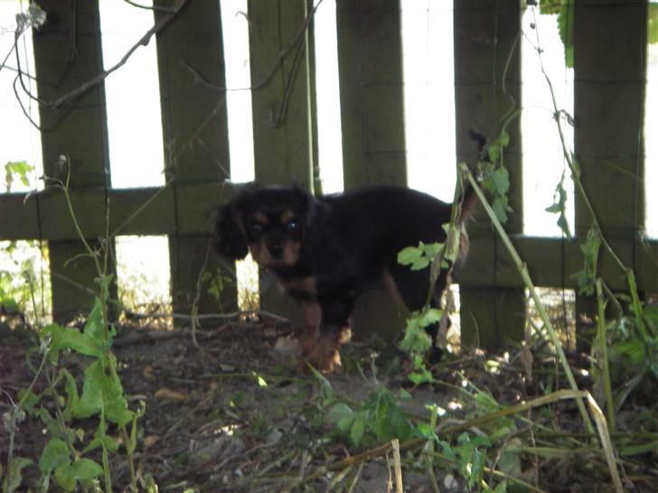 Cavalier king charles spaniel Freya - 12 uger billede 8