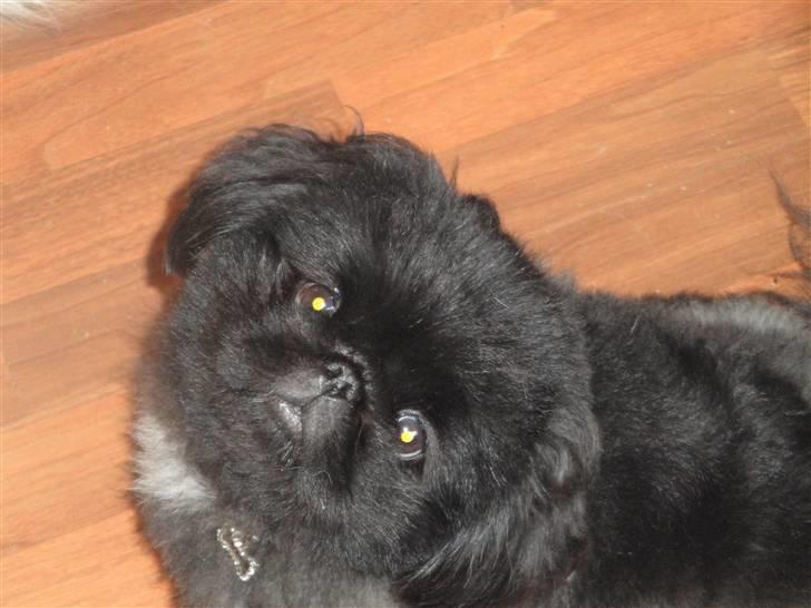 Pekingeser *Quadro* billede 1