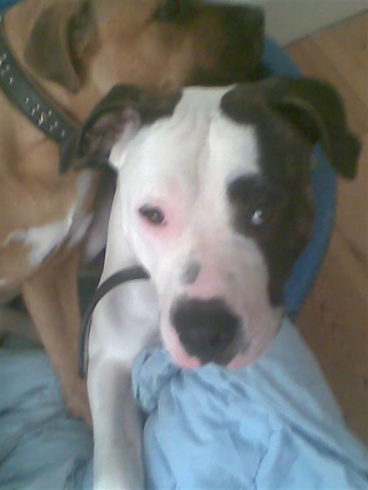 Blanding af racer Luka billede 19