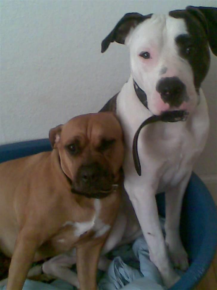 Blanding af racer Luka - Luka og hans kæreste Kaja <3  billede 20