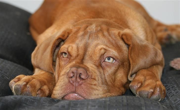 Dogue de bordeaux FRESZKA Lacrima Heliandum billede 7