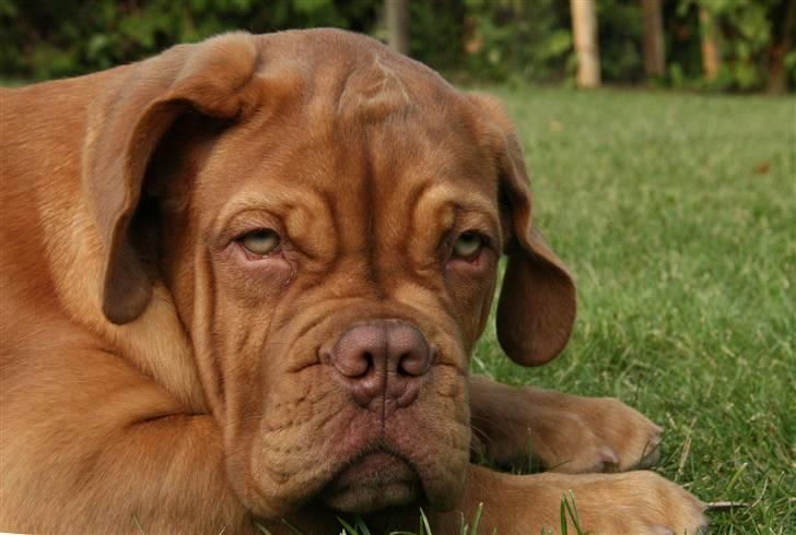 Dogue de bordeaux FRESZKA Lacrima Heliandum billede 8
