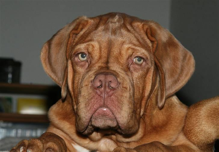 Dogue de bordeaux FRESZKA Lacrima Heliandum billede 9