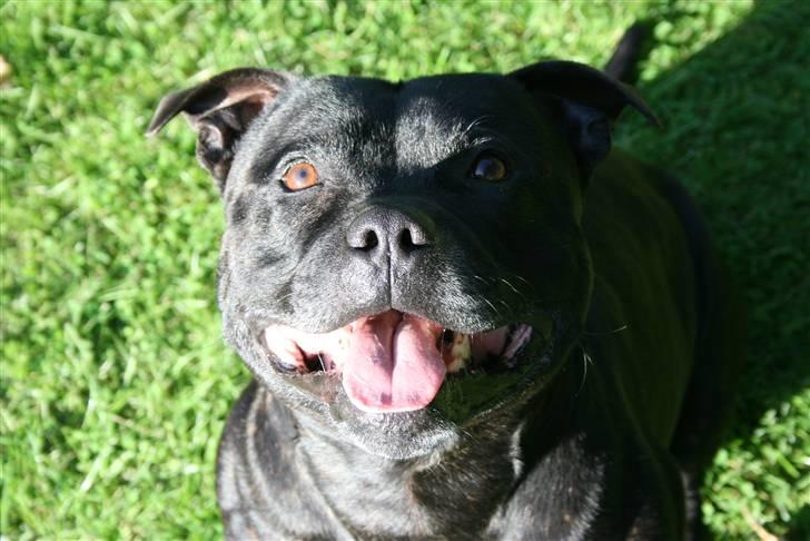 Staffordshire bull terrier "Anton" (Kronsäter) billede 8