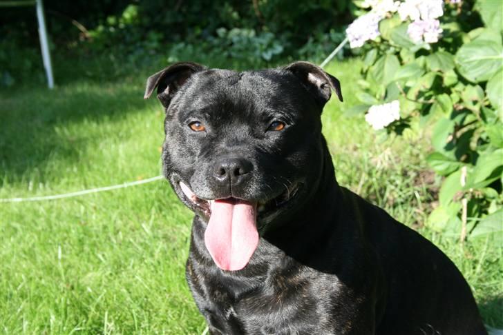 Staffordshire bull terrier "Anton" (Kronsäter) billede 9