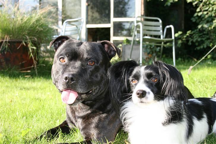 Staffordshire bull terrier "Anton" (Kronsäter) billede 10