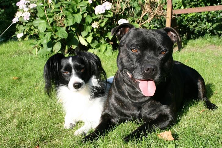 Staffordshire bull terrier "Anton" (Kronsäter) billede 11