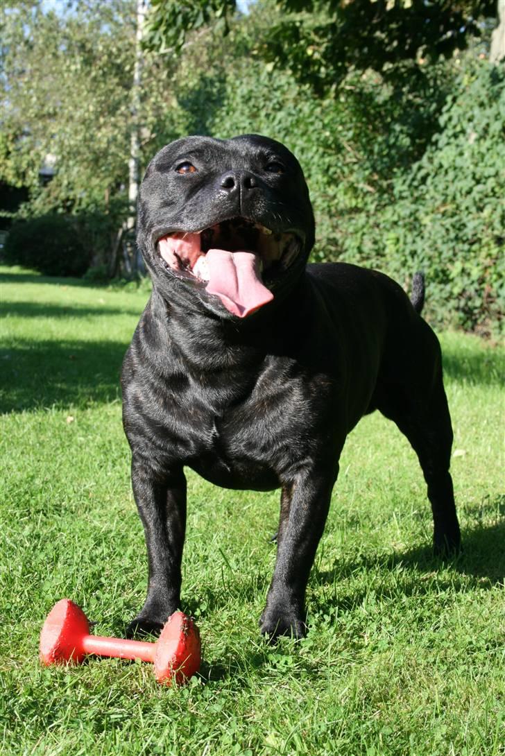 Staffordshire bull terrier "Anton" (Kronsäter) billede 12