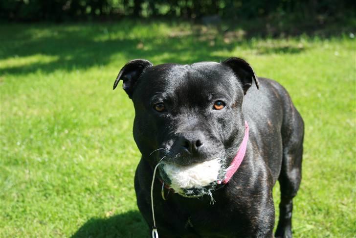 Staffordshire bull terrier "Anton" (Kronsäter) billede 13