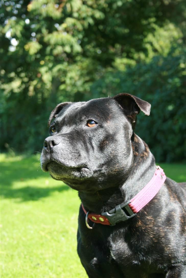 Staffordshire bull terrier "Anton" (Kronsäter) billede 14