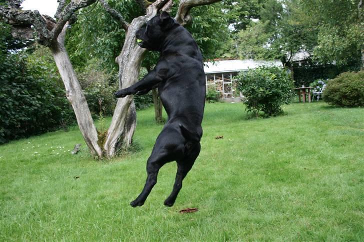 Staffordshire bull terrier "Anton" (Kronsäter) billede 15