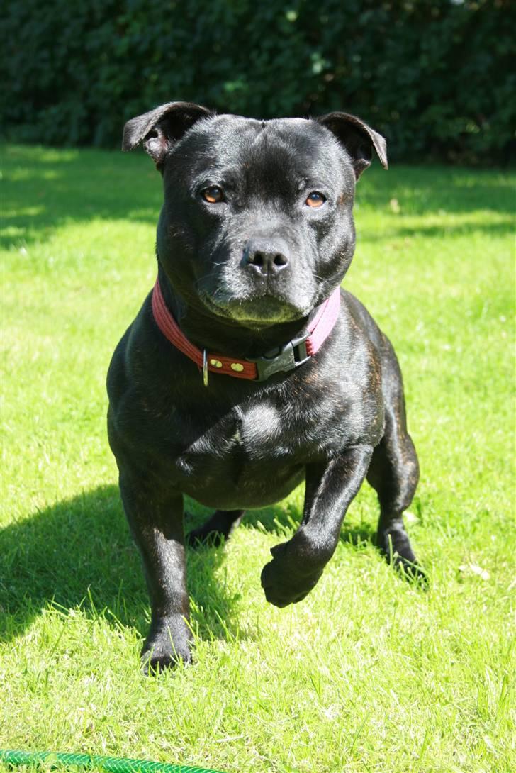 Staffordshire bull terrier "Anton" (Kronsäter) billede 16
