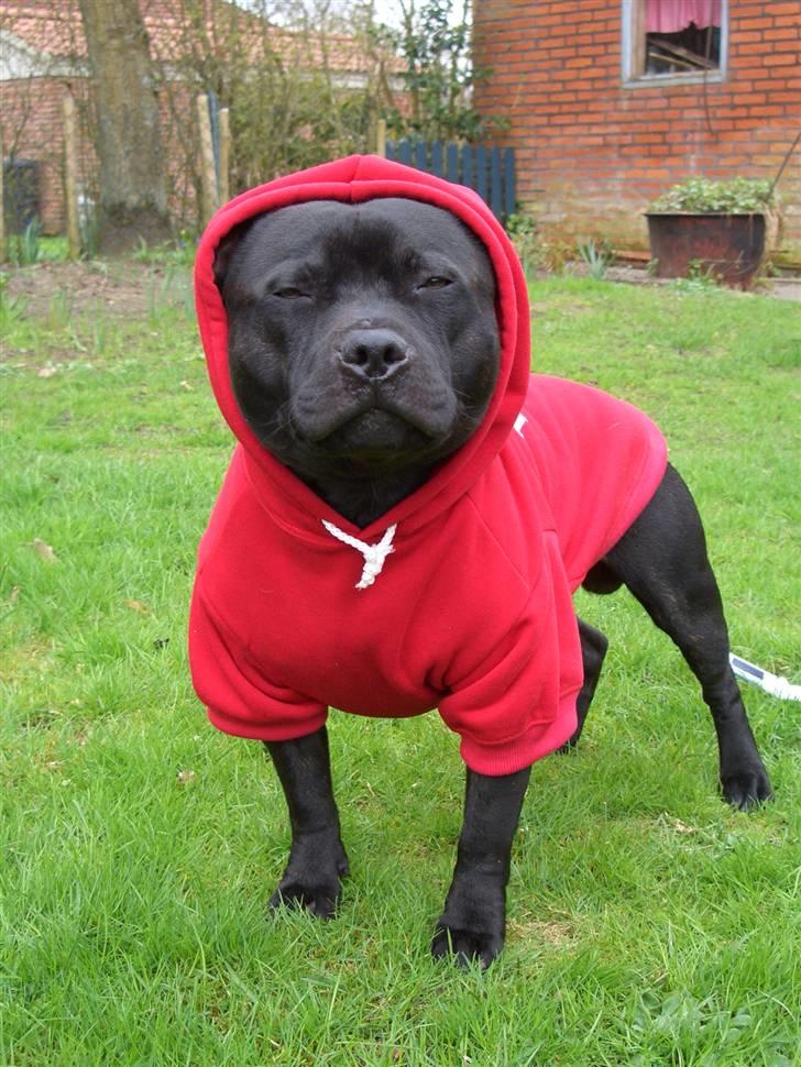 Staffordshire bull terrier "Anton" (Kronsäter) billede 18