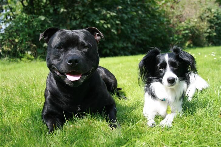 Staffordshire bull terrier "Anton" (Kronsäter) billede 19
