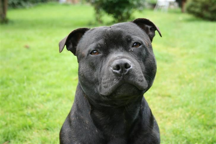 Staffordshire bull terrier "Anton" (Kronsäter) billede 20