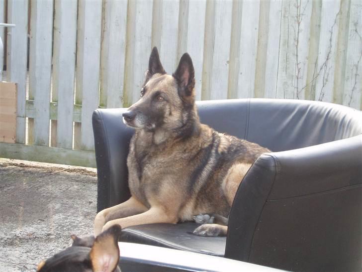 Malinois Zazu billede 8