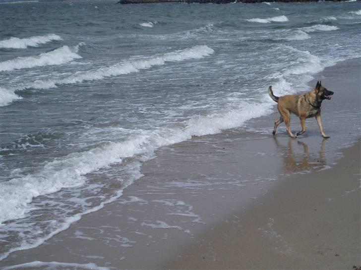 Malinois Zazu billede 9